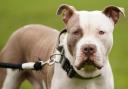 Scottish XL bully restrictions to be enforced from next month