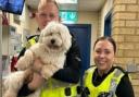 'Pawsitive policing': Glasgow cops go on 'ruff' mission to rescue lost dog