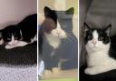 Trio of cute rescue cats on the hunt for new outdoor homes