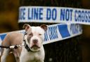 Locals in fear after tiny dog mauled to death by TWO 'XL-bullies'