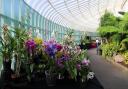 Orchid Fair returns to Botanic Gardens for 25th year