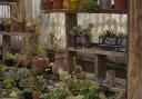 [Stock image of plant shop]