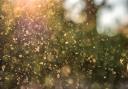 Pollen levels are rising across Glasgow this week