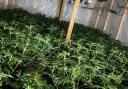 Cannabis farm uncovered on East End street in early hours