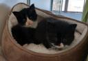 Rainbow and Storm, just nine weeks old, who arrived at Cats Protection’s Scotland Cat Centre after straying on a farm