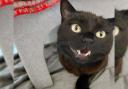 Atlas is searching for his forever home
