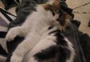 Sasha is available for adoption