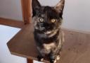 Three gorgeous cats from Glasgow's Cats Protection Centre and Branch are searching for their forever homes.