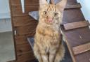 Meet two cats from Glasgow's Cats Protection Centre who are looking for their forever homes.