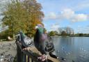 Pigeons