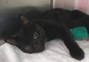 Notting Hill Carnival proved to be too much for some - after a cat was found collapsed in the street among thousands of revellers. See National News story NNREGGAE; The black feline was spotted by a police officer struggling to stay on her feet at the