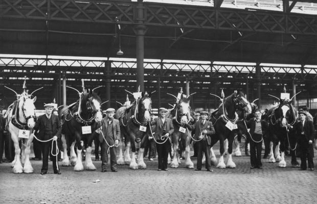 Glasgow Times: Cleansing department's horse parade, c 1952. Pic: Glasgow City Archives