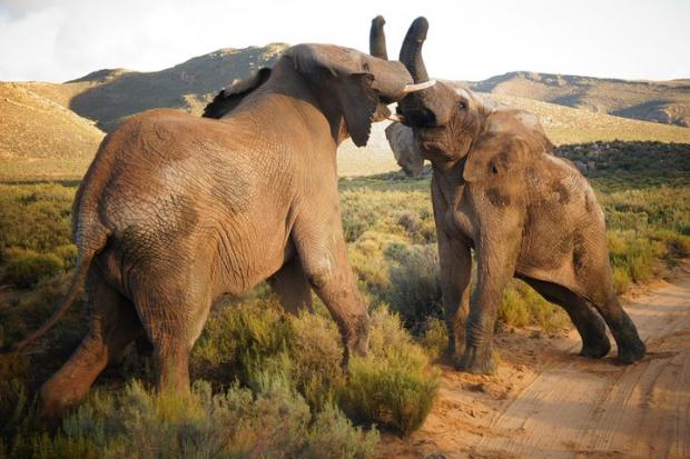 Glasgow Times: Elephants at the Big Five Safari experience. Credit: TripAdvisor
