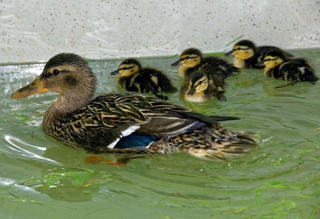 BEST QUALITY AVAILABLE..Undated handout photo issued by the Scottish SPCA of a mother duck and her ducklings who were found trapped on a motorway and are now recovering after being rescued by the animal welfare charity. PRESS ASSOCIATION Photo. Issue