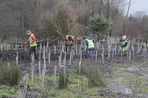 Glasgow Times: Broad wood tree planting in Cumbernauld