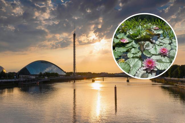 Here's how you can discover Glasgow's 'secret garden'
