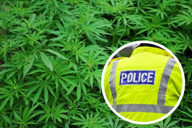 Almost 750 cannabis plants worth close to £450,000 found near Glasgow