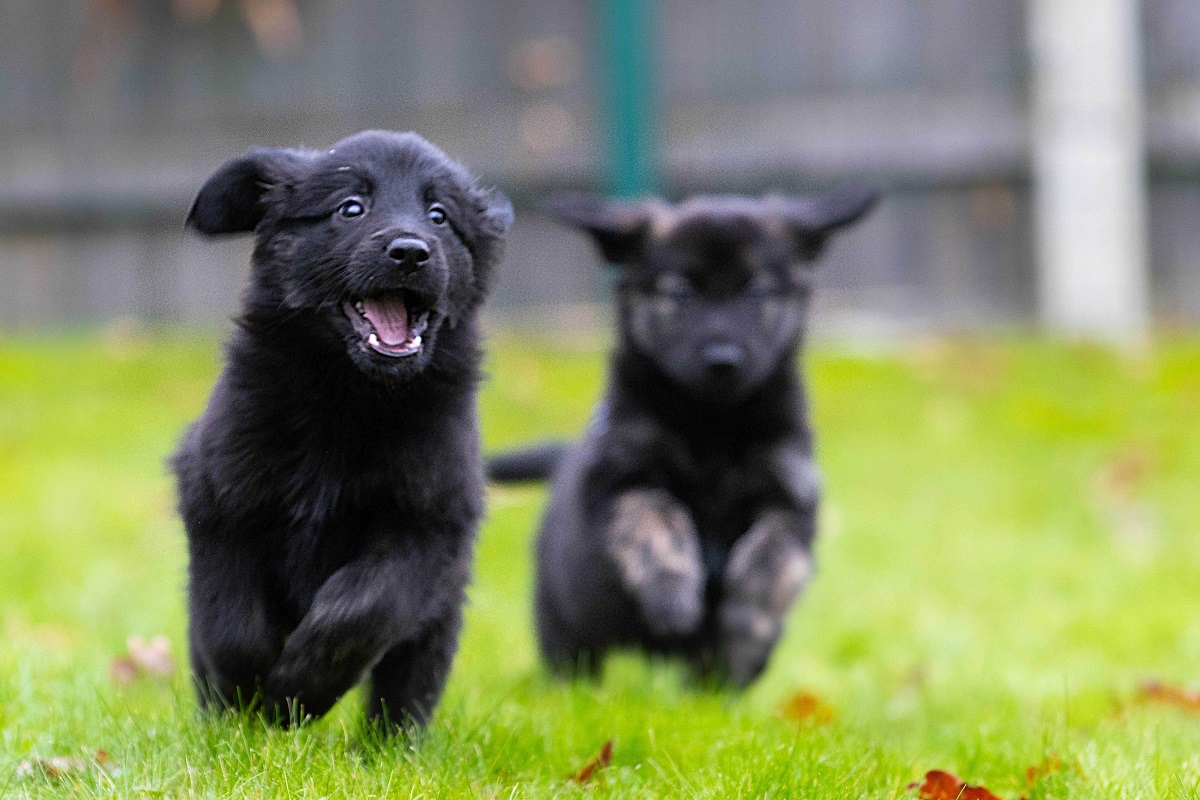 Top puppy and kitten names of 2021 - did your pet make the list?