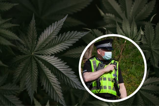 Two people arrested after cannabis plants found  in Clydebank homes