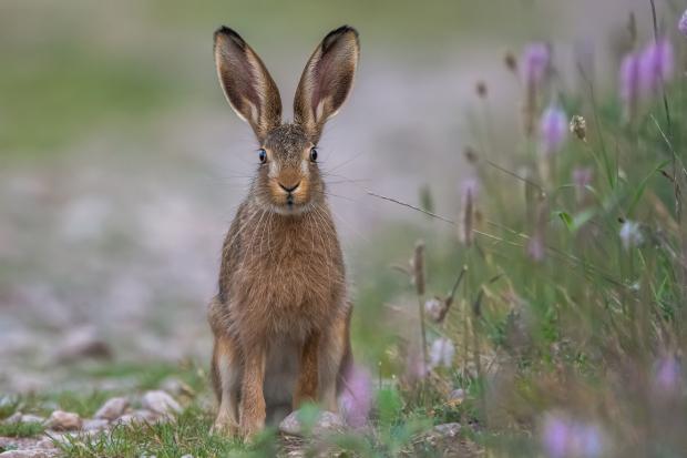 Police want MSPs to change the wording in legislation to make it easier for criminals taking part in hare coursing to be prosecuted.