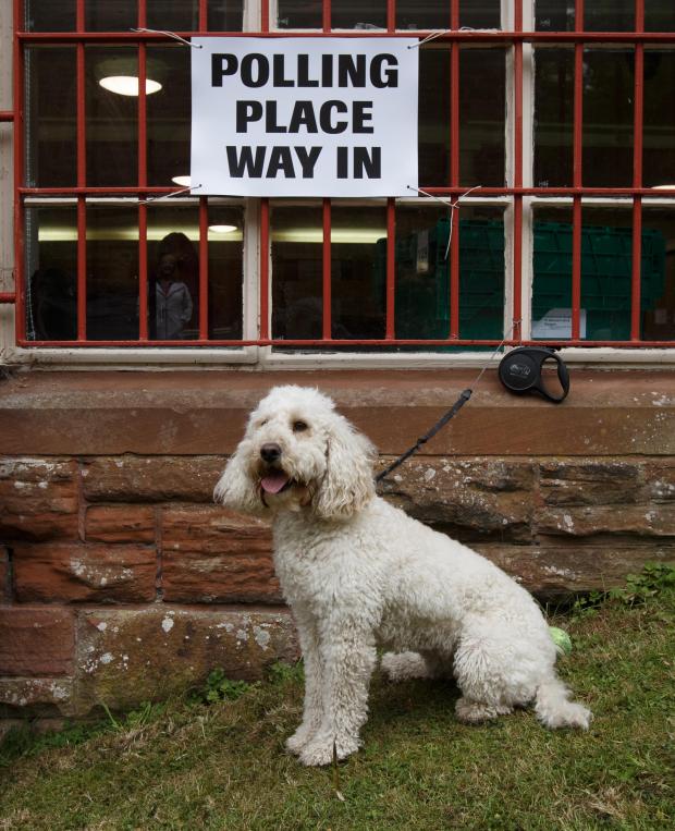 Glasgow Times: Nelly the cockapoo looks on as her owner Roisin Docherty walks into vote at the polling station at Pollokshields Burgh hall, Glasgow