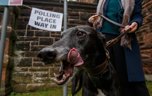 Glasgow Times: A greyhound outside the polling station at Pollokshields Burgh hall, Glasgow