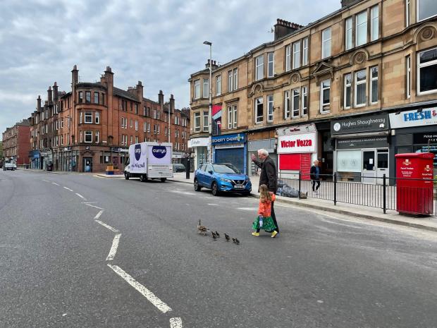 Glasgow Times: Mother duck and her ducklings crossing Kilmarnock Road shepherded by locals.