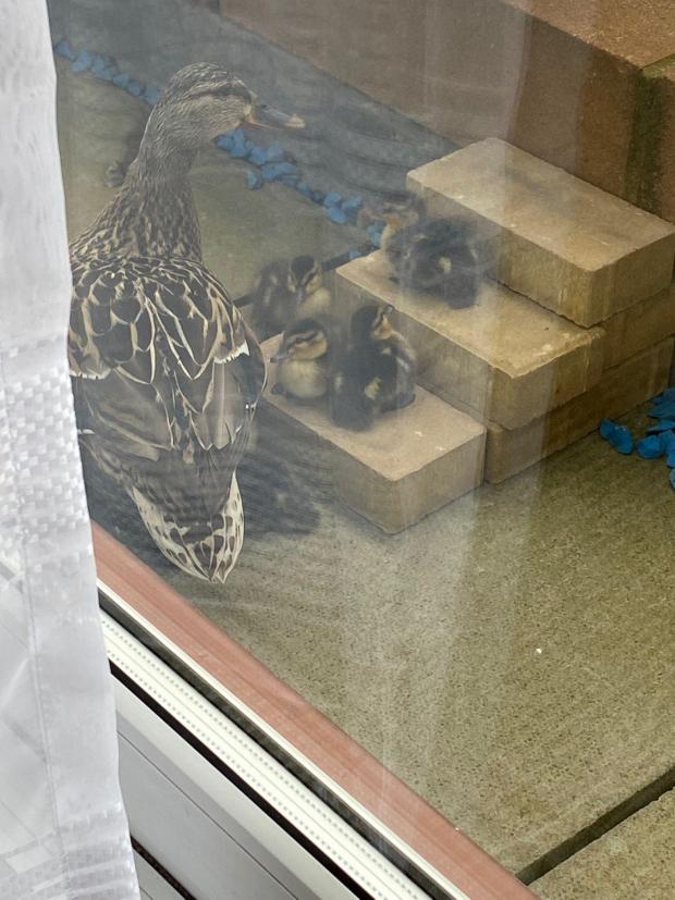 Glasgow Times: The duck family on Theresa and Vincent's balcony