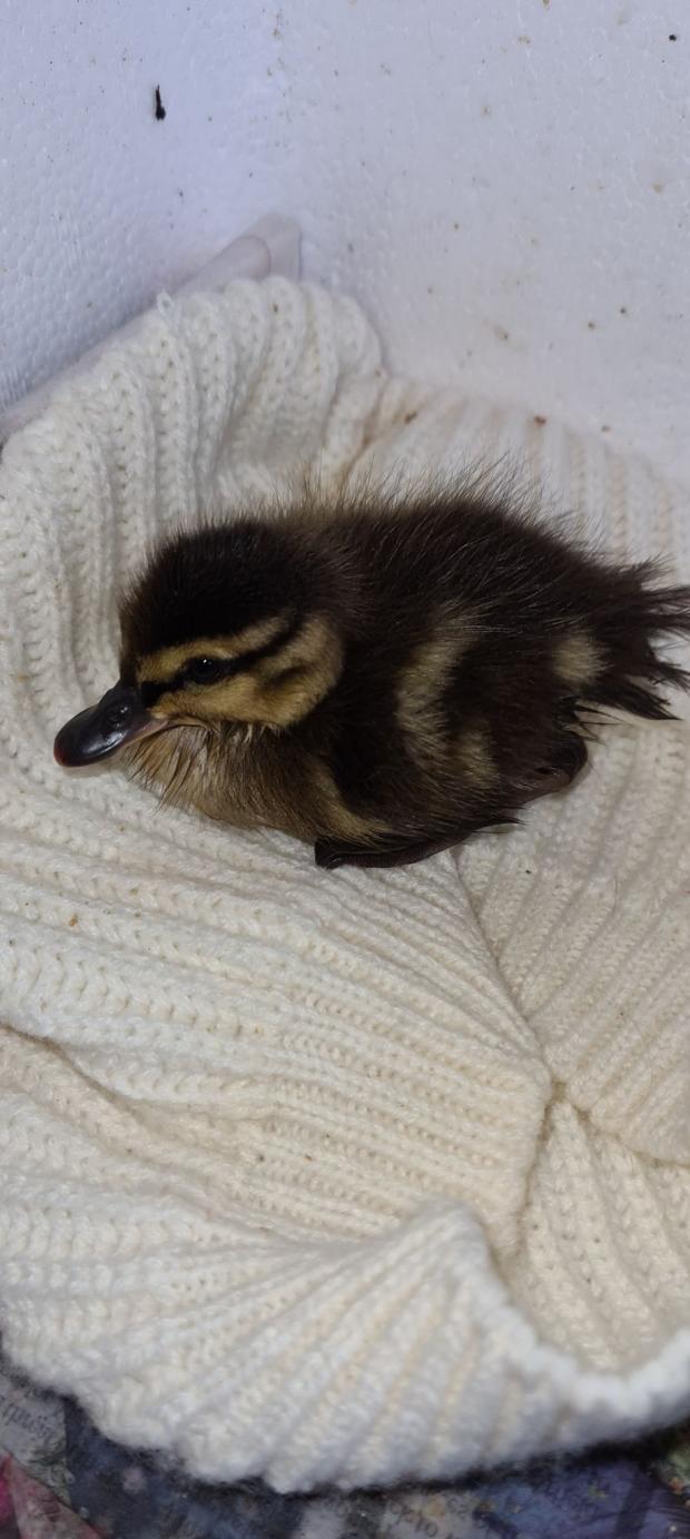 Glasgow Times: The eighth duckling, Alba, recovered quickly after being rescued by George and Janice at Fur'n'Feathers.