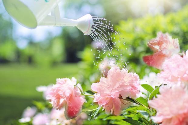 Glasgow Times: A watering can watering some pink flowers. Credit: Canva