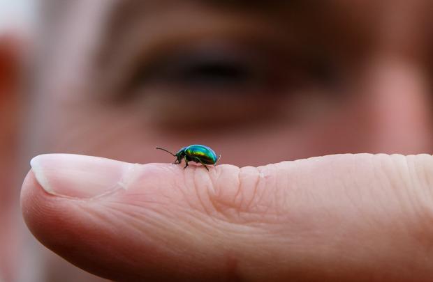 Glasgow Times: A beetle from Overnewton Park, Yorkhill.