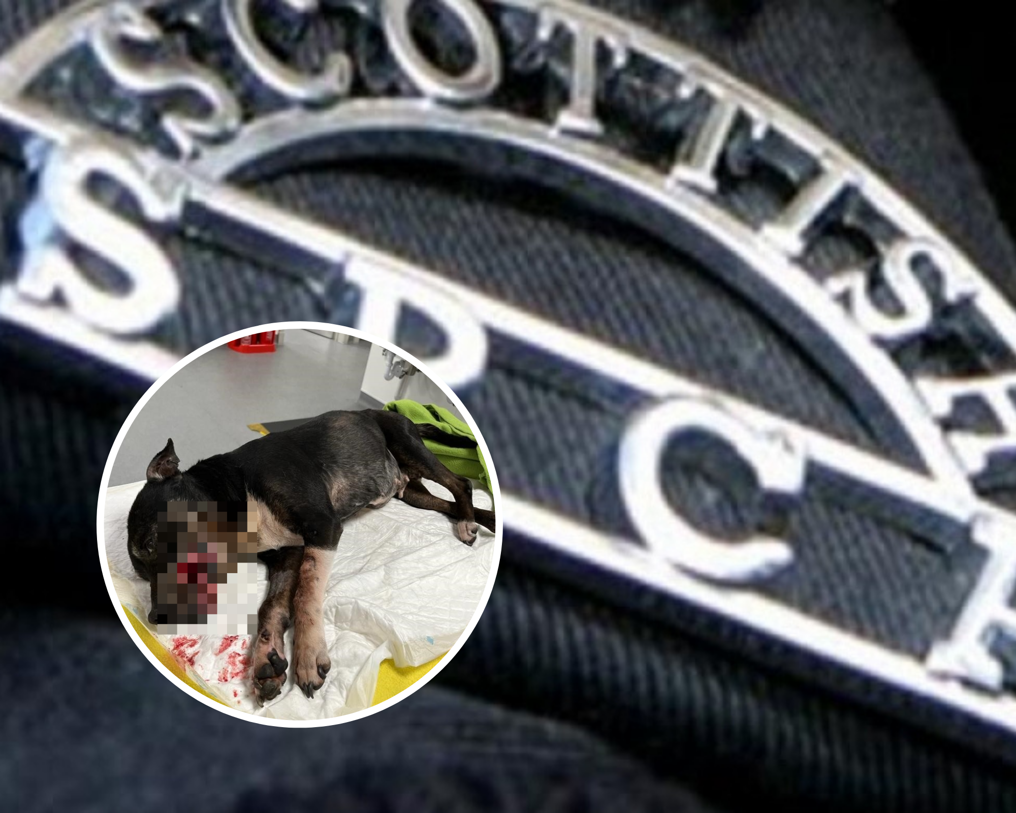 Dog put to sleep after being found in Paisley's Ferguslie Park in 'extreme' pain