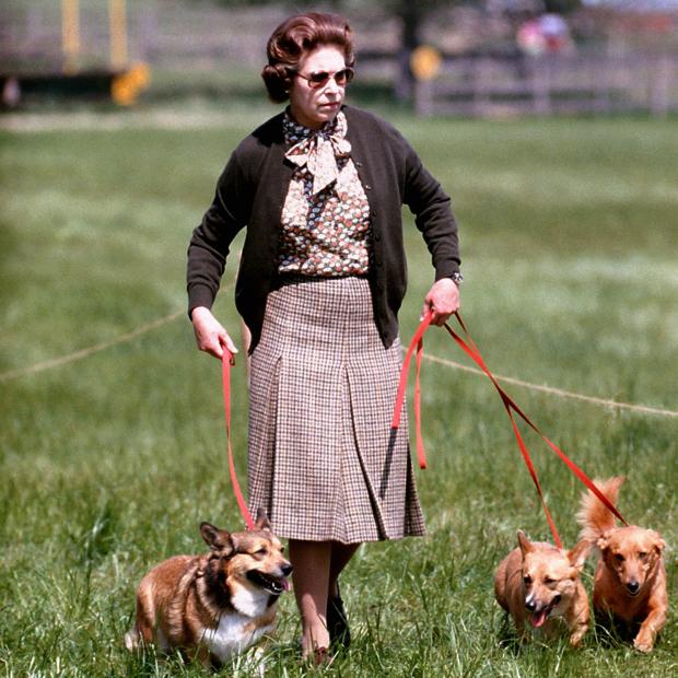 Glasgow Times:  The Queen has owned more than 30 Corgis and Dorgis during her reign. PA