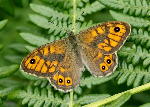 Glasgow Times: Wall butterfly which is now endangered (Iain H Leach/Butterfly Conservation/PA)