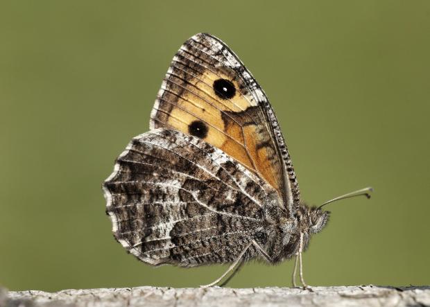Glasgow Times: Graylings are now endangered (Iain H Leach/Butterfly Conservation/PA)