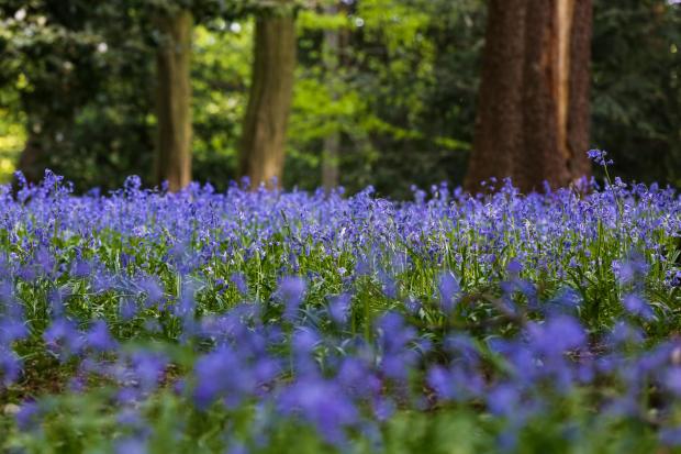 Glasgow Times: Stock image of bluebells (Getty Images)