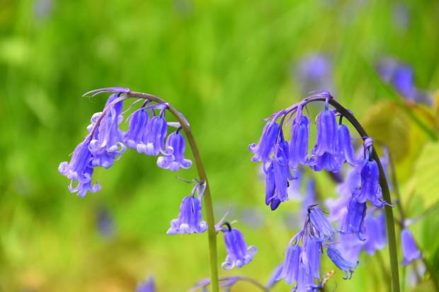 Glasgow Times: Stock image of bluebells (Getty Images)
