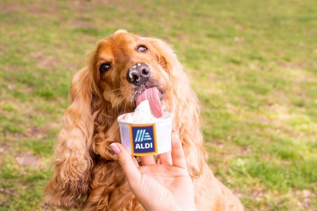 Glasgow Times: This weekend, Aldi will be delivering the ice creams direct to dogs. Picture: Aldi
