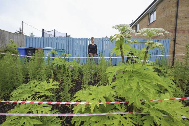 'I'm worried sick my daughter will get hurt': Mum tells of hogweed hell (pictures by Gordon Terris)