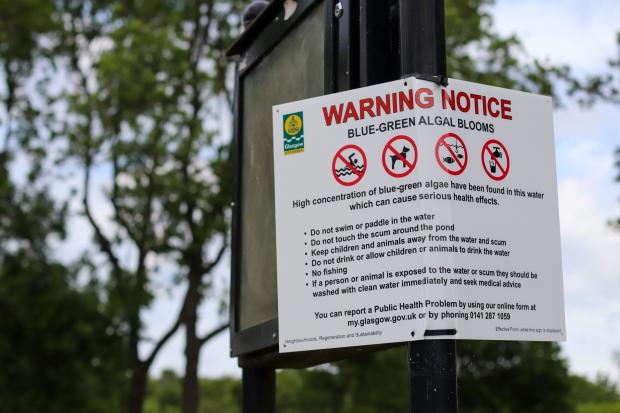Glasgow Times: Glasgow City Council has installed a warning notice regarding blue-green algae in Richmond Park's pond.