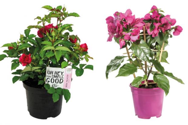 Glasgow Times: (left) Garden Rose and (right) Bougainvillea (Lidl/Canva)
