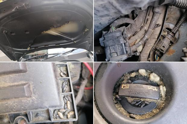 Glasgow Times: Images supplied by Paras Ansari showing damage and rat droppings inside engine.