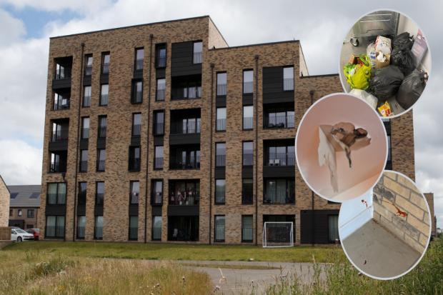 'I’m terrified of what might happen next': Residents living in 'filth and fear' in block of flats