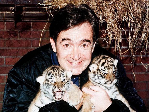 Glasgow Times: Tiger Tim with tiger cubs at Glasgow Zoo