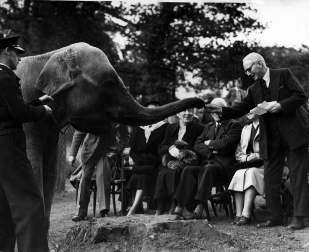 Glasgow Times: Freda the elephant arrives at Glasgow Zoo, 1948