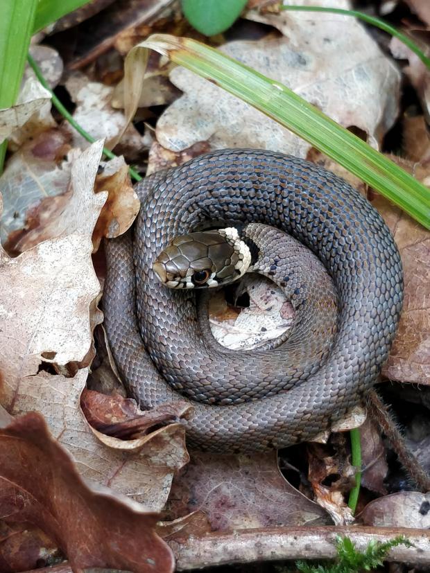 Glasgow Times: SNAKE: A grass snake. Pic. Eleanor Reast
