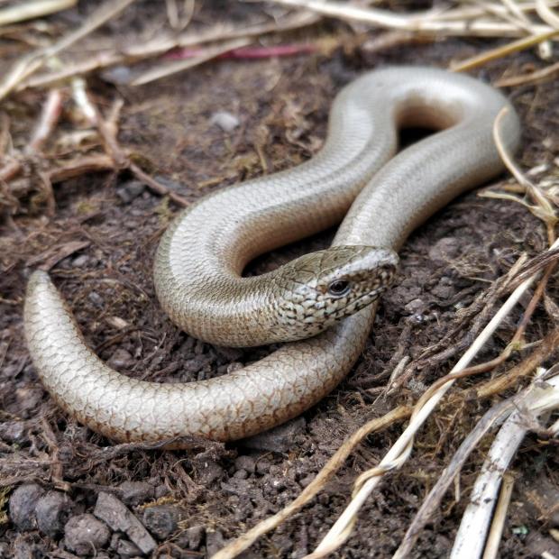 Glasgow Times: SAFE: A slow-worm. Pic. Eleanor Reast