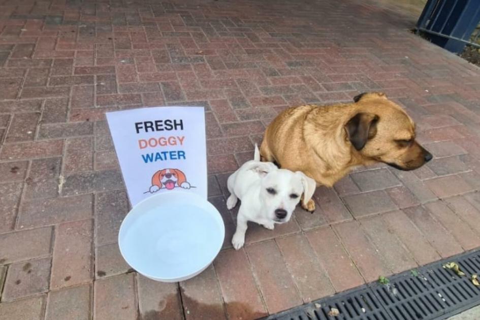 Meet the Glasgow locals who are leaving the UAE out to help struggling dogs during the heatwave