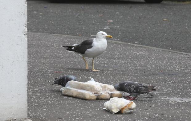 Glasgow Times: Litter and birds