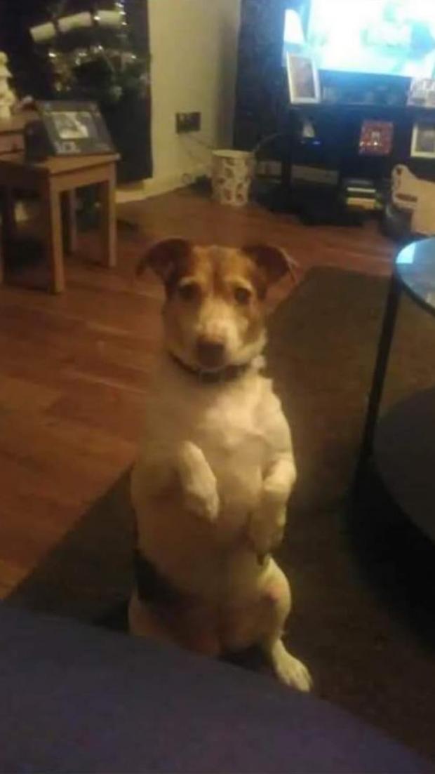 Glasgow Times: Jack Russell cross Mitzy 